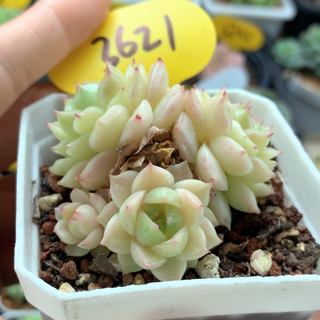 定繁橘柚麦秆群3621