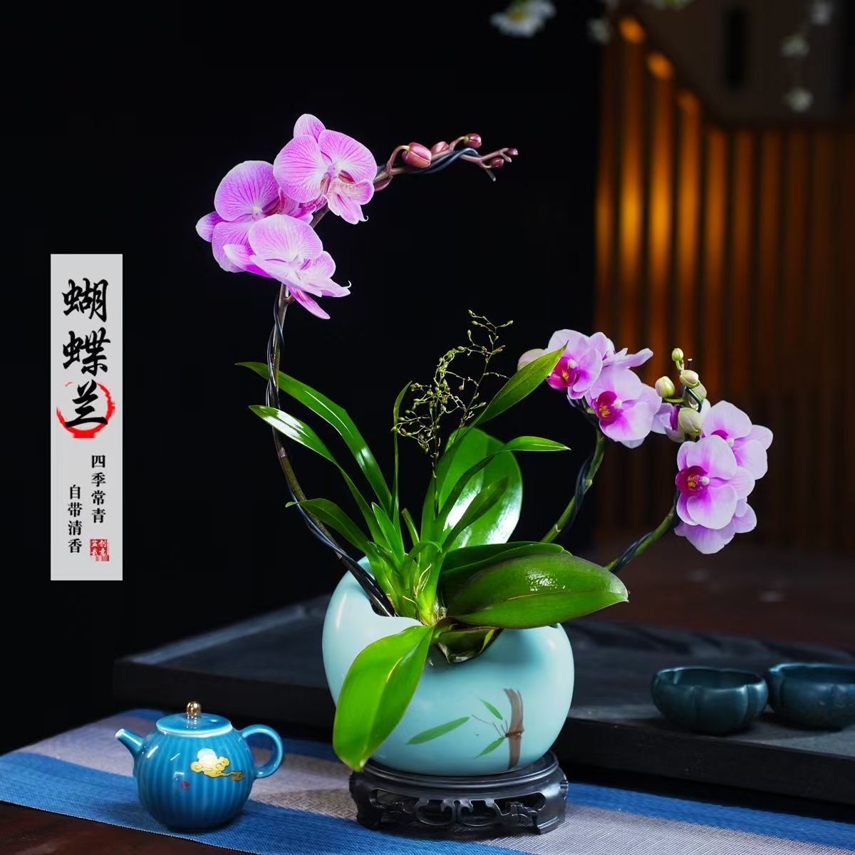 粉色公主宝贝蝴蝶兰盆栽四季常青花卉桌面净化空气绿植