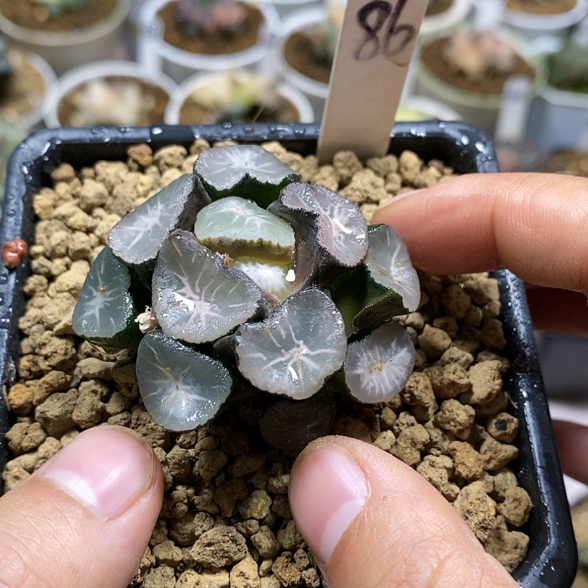 【闪购商品】86珍拢