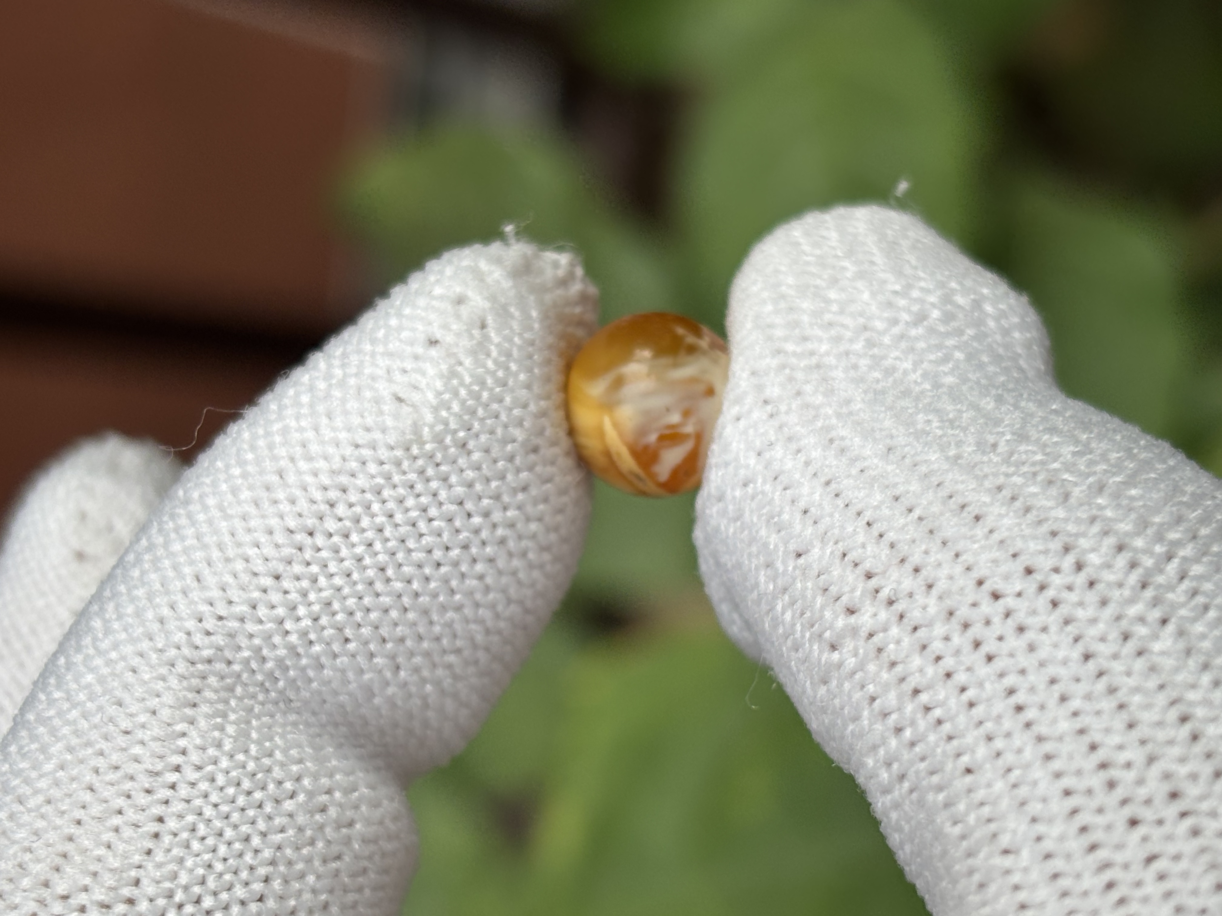 5306天然蜜蜡琥珀圆珠8.9mm