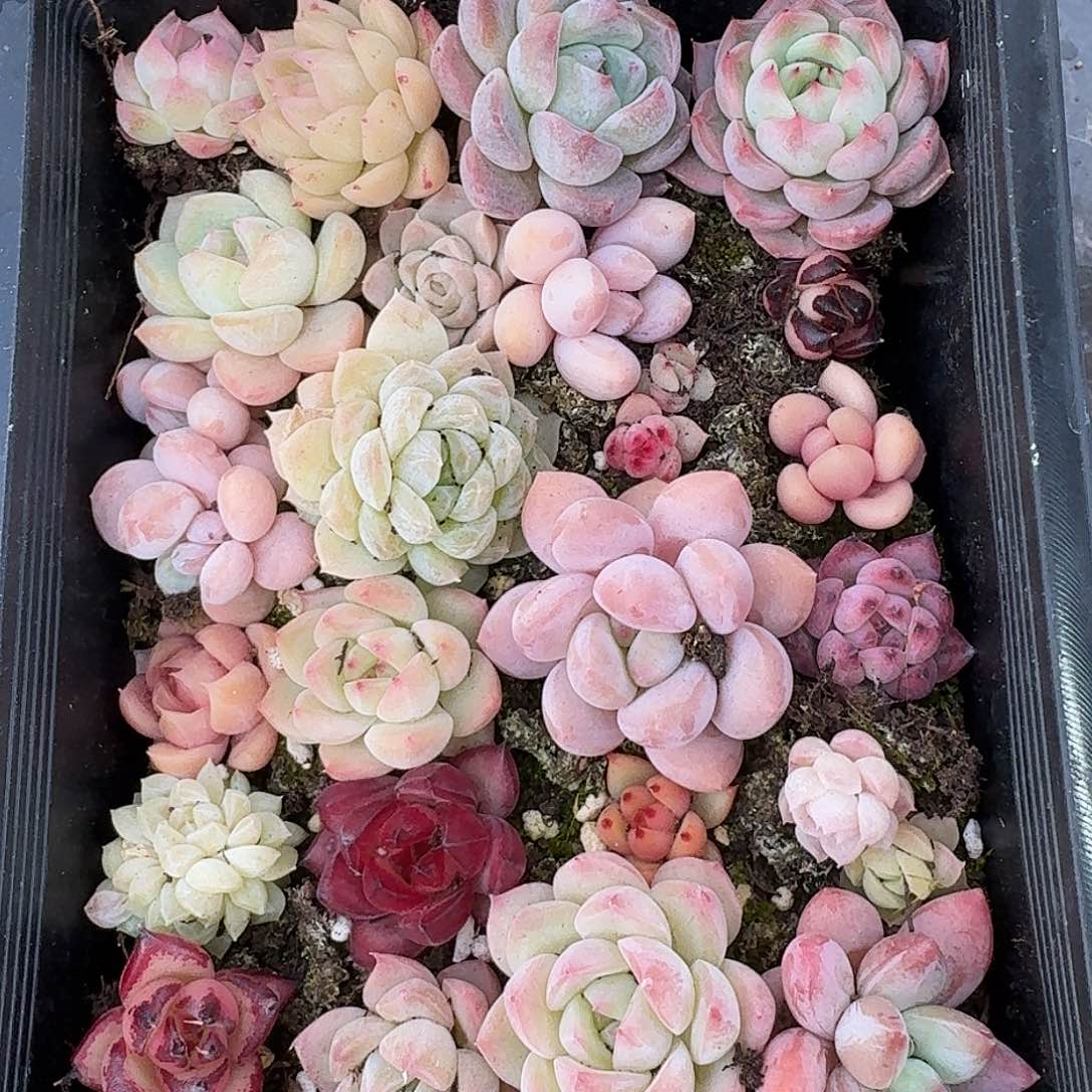 杂交新品珍妮多肉107