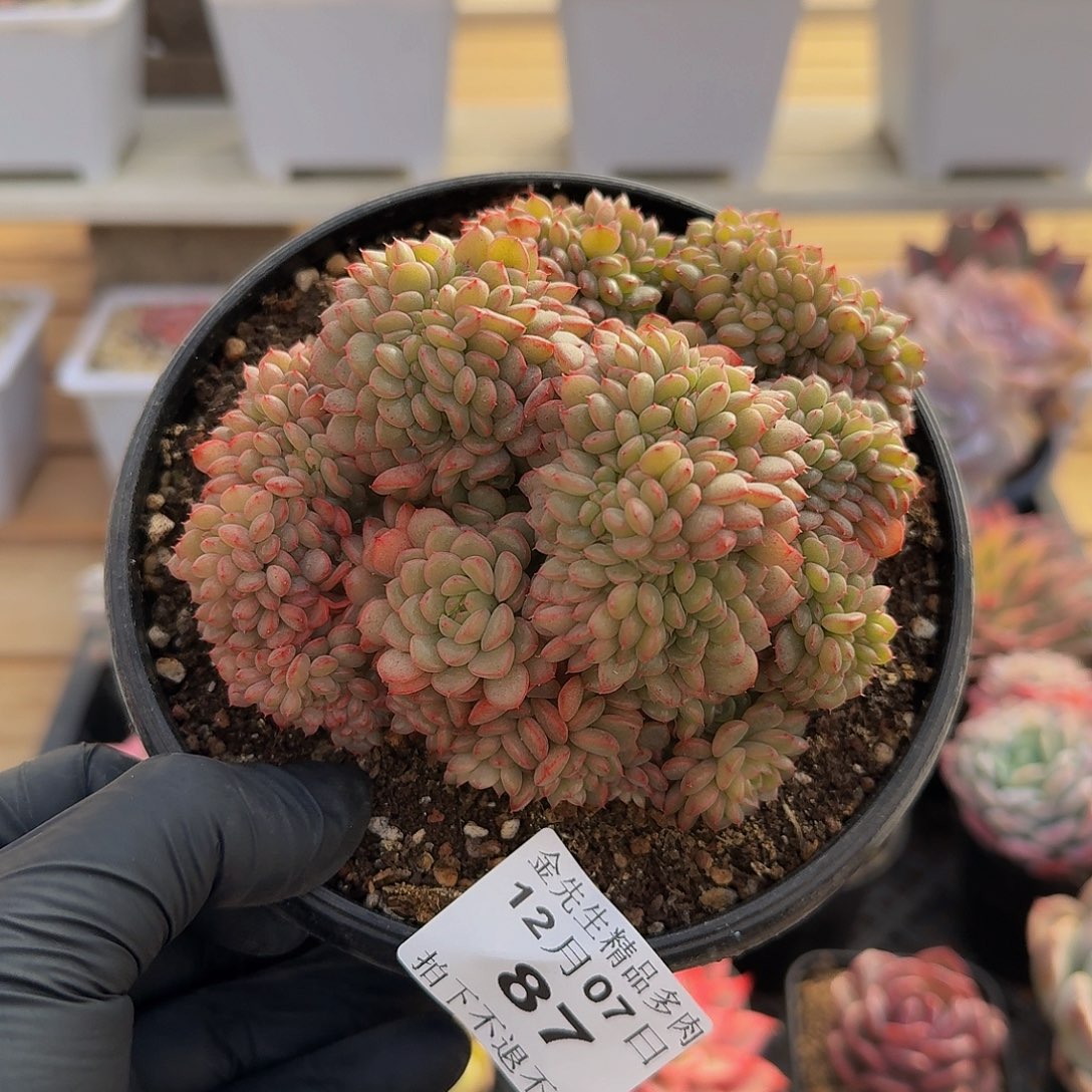 1207-87糖果宝贝缀