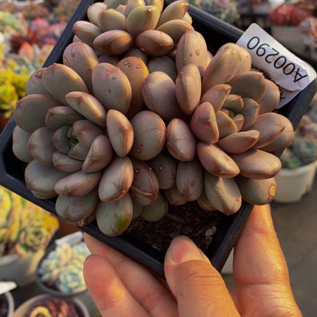 葡萄三头群生多肉