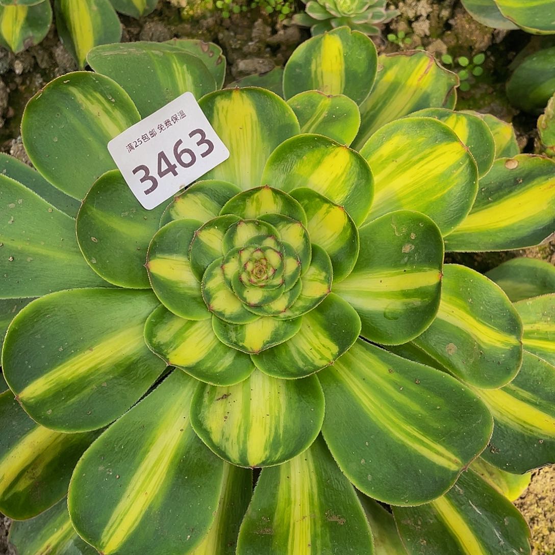 3463暴君多肉植物