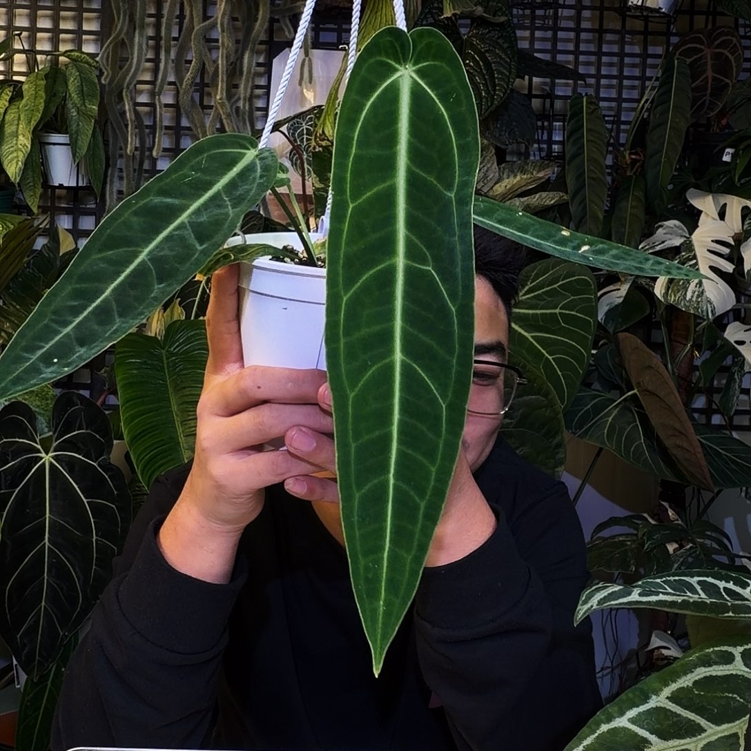 爱***湫完全开放X198火鹤后