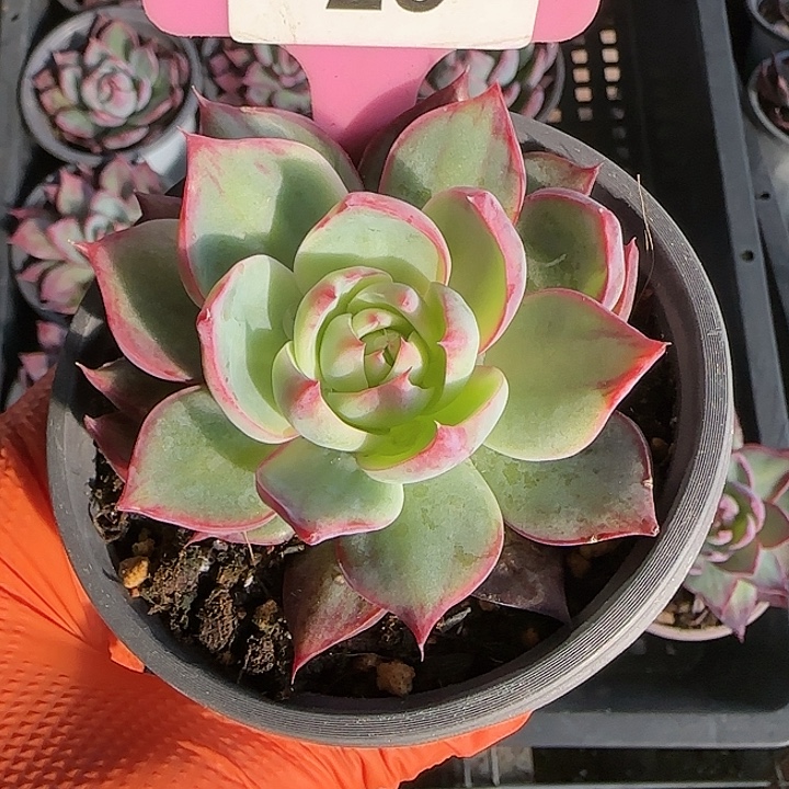 25 惊鸿仙子多肉植物6-9cm