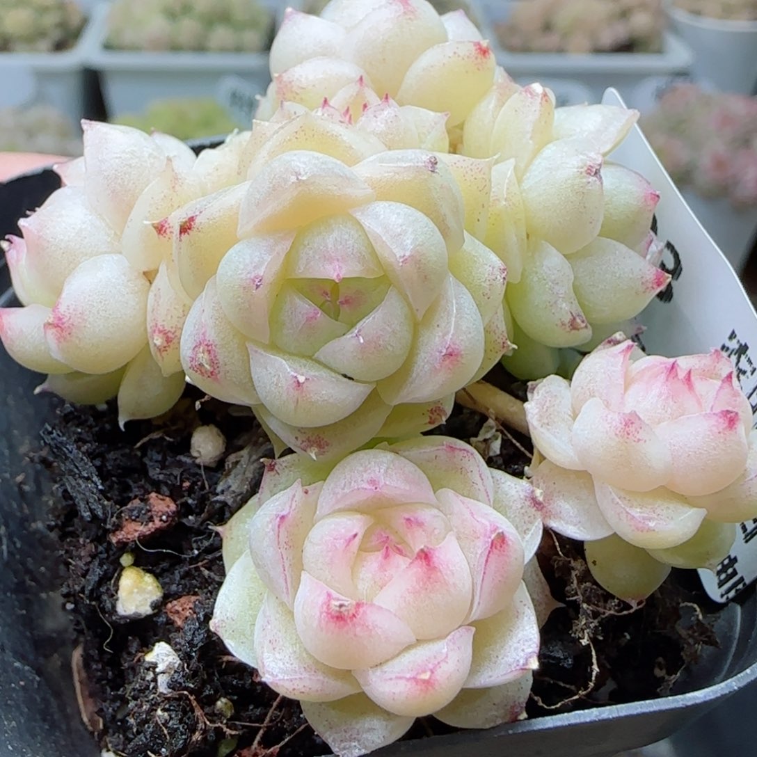 【闪购商品】0308-123包子麦杆
