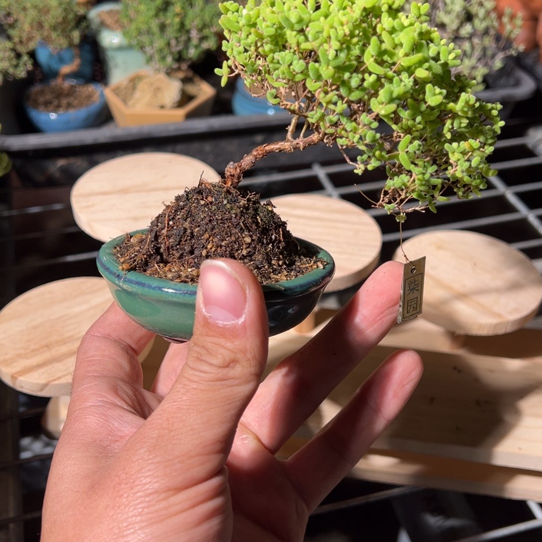 004号蜜橘飘桩枝干