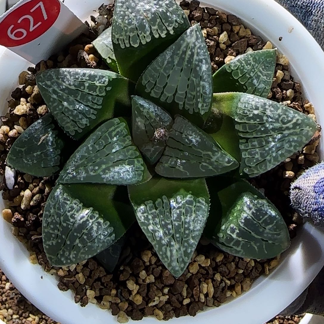 627号实生 8 厘米左右一物一拍带盆发货