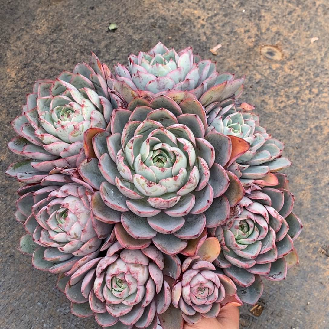 两单包邮1203-11赫拉