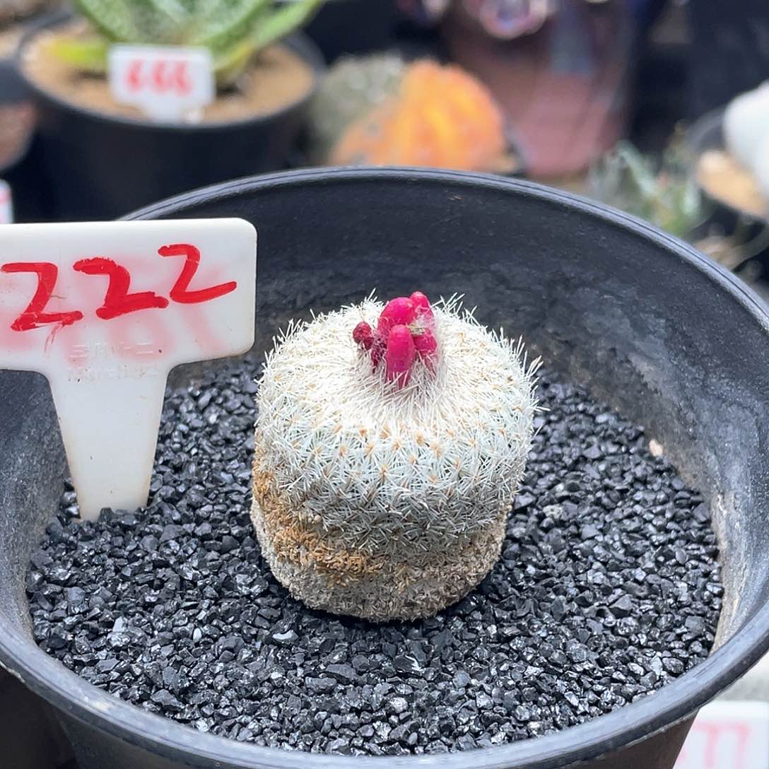 G*L产地天世界仙人球 致远多肉