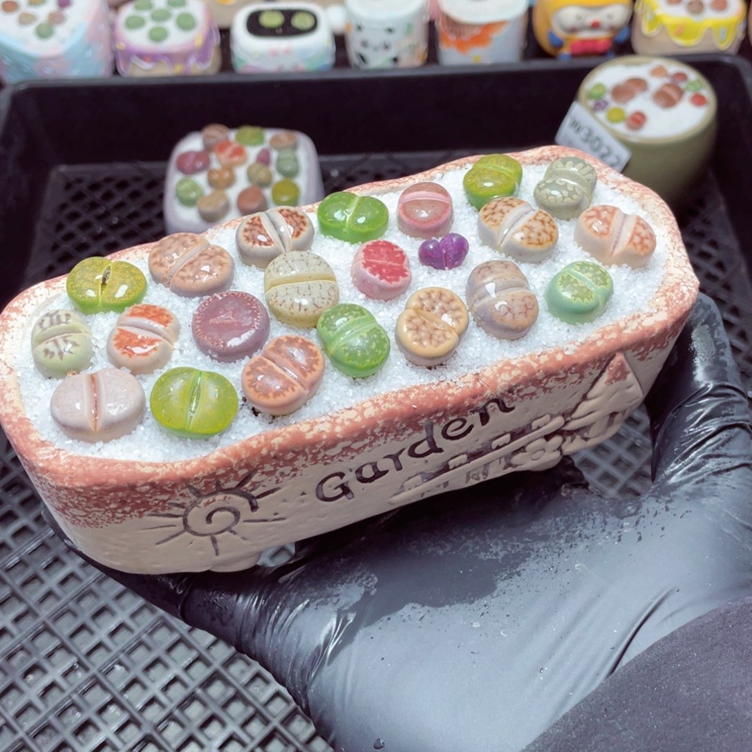 w3023--带盆土发货，零下地区拍保温箱