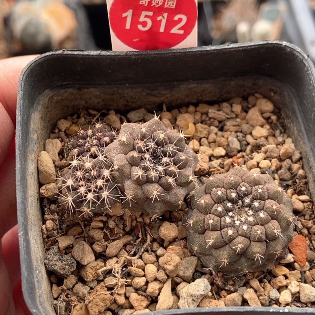 实生鱼鳞丸两颗仙人球