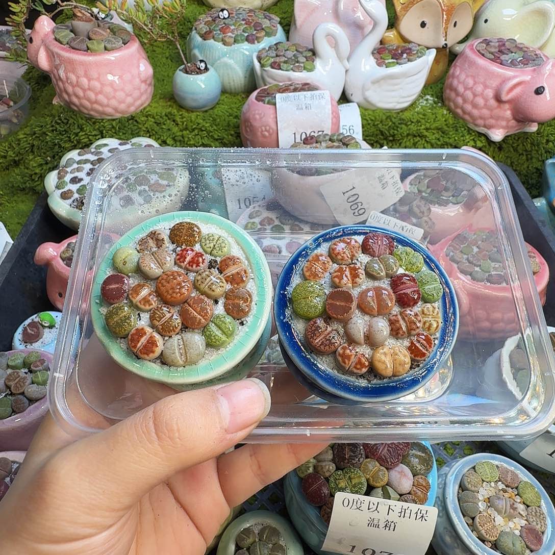 多肉葡萄的味道真的1077