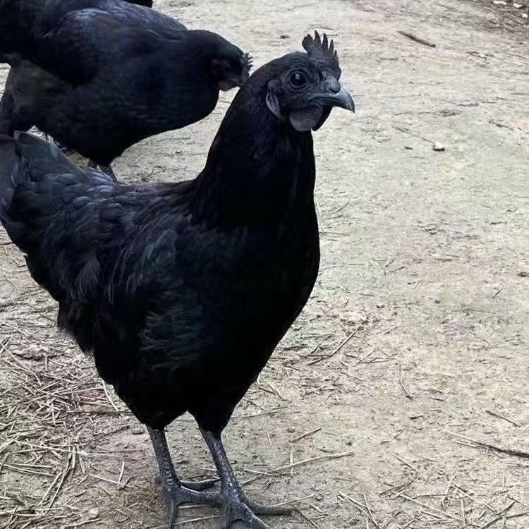 宠物鸡 散养五黑鸡  12只
