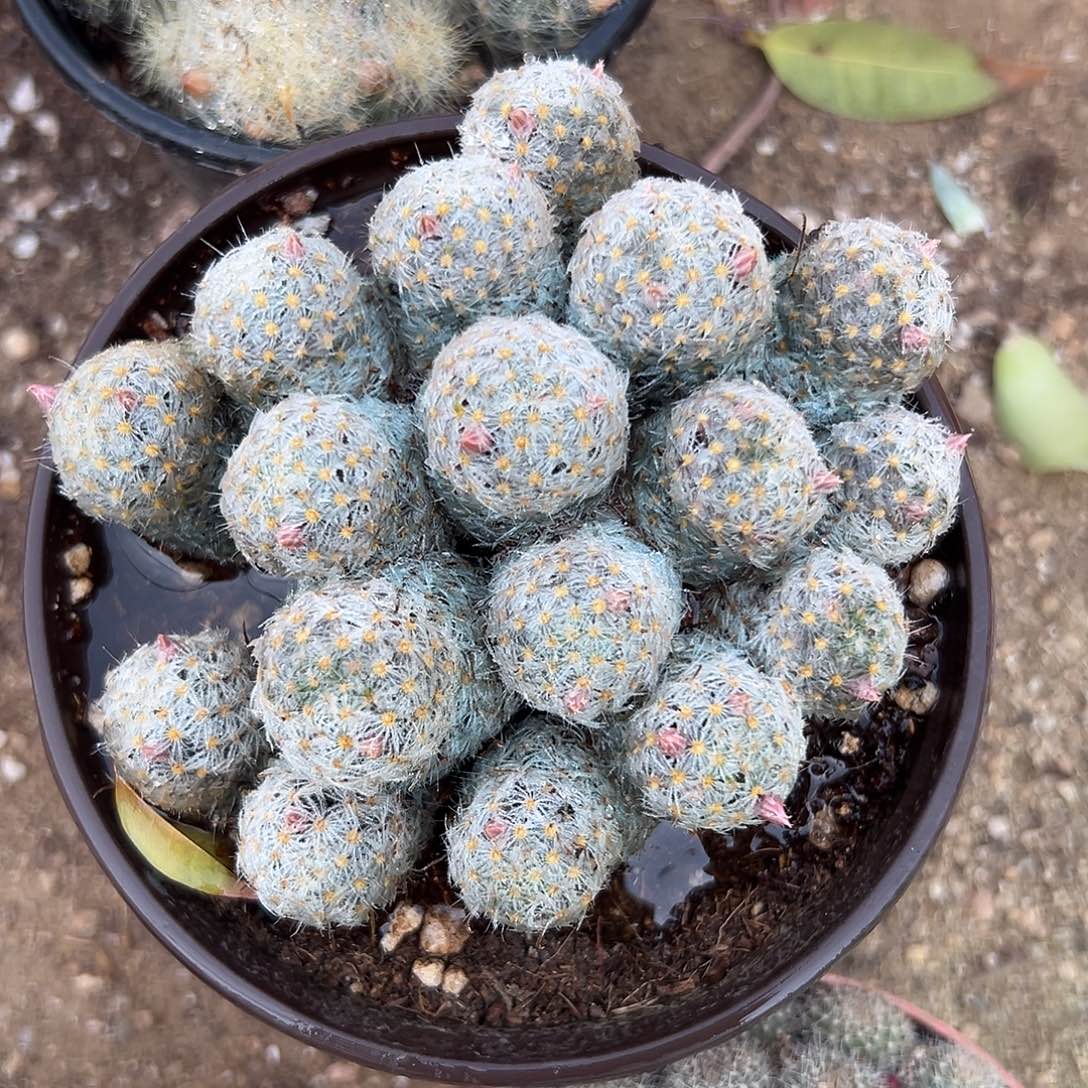 多肉植物杜威丸群