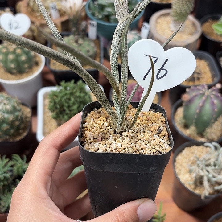 76号美杜莎仙人球123