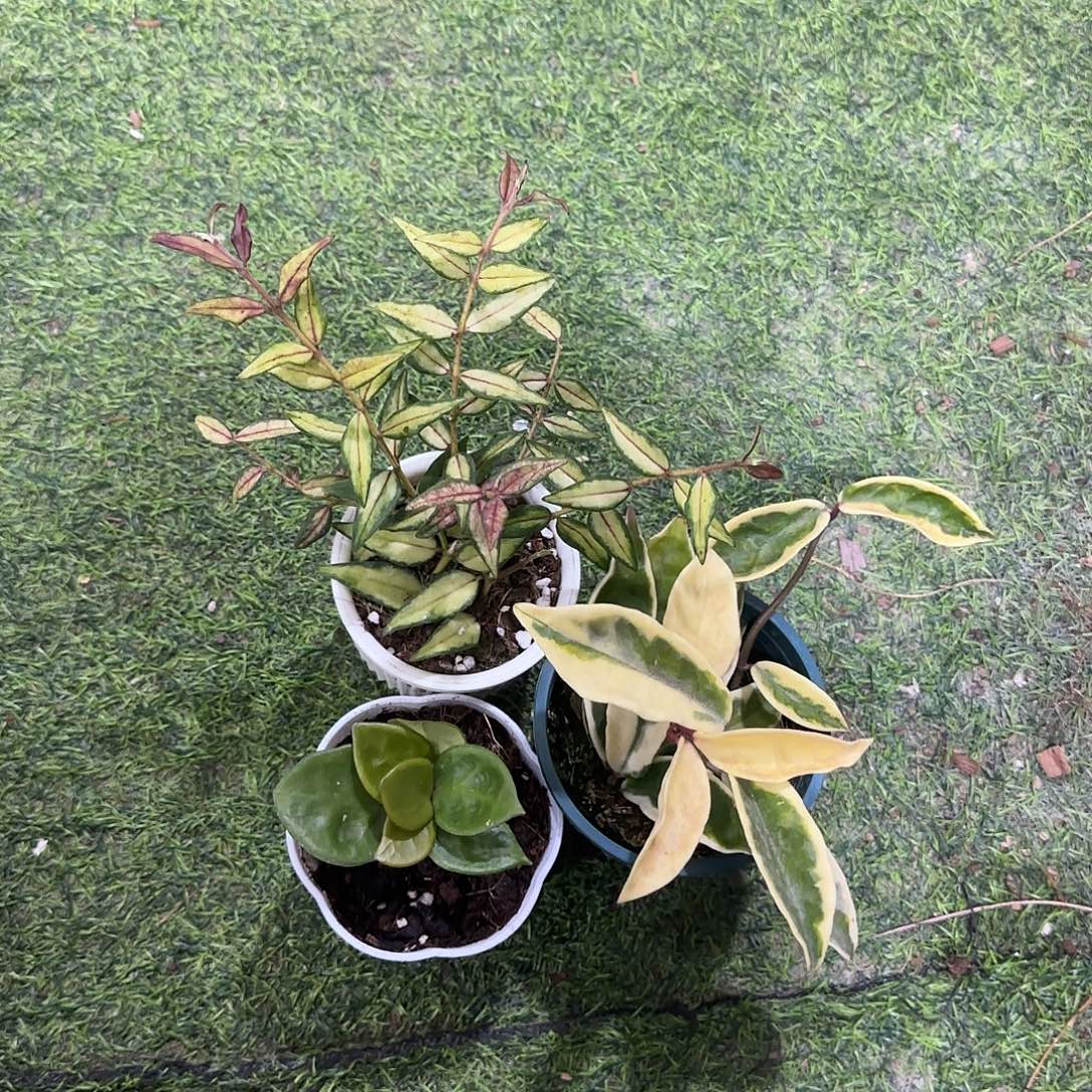 无花朵贝拉外锦➕切尔西➕克林克外锦