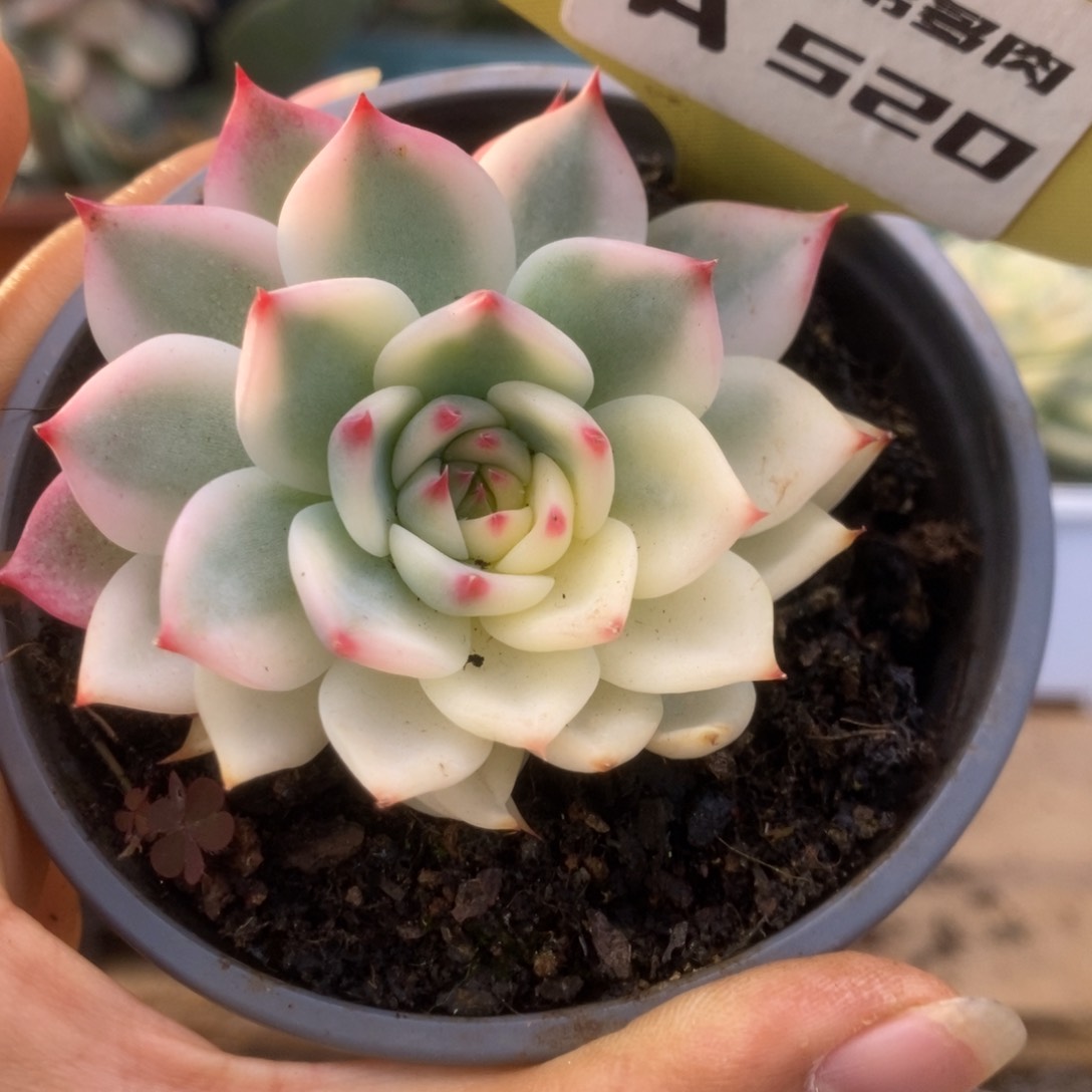 520锦锦锦锦锦锦锦锦