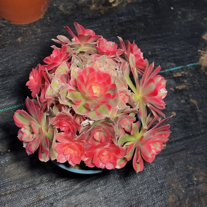 粉女巫粉女巫002