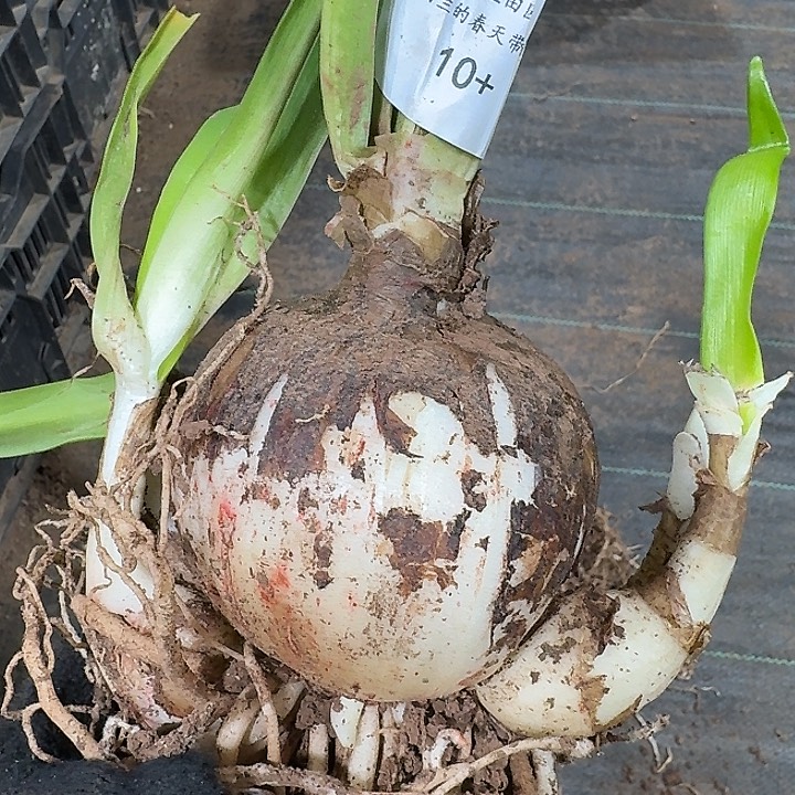 异域孔雀10➕闪购发发