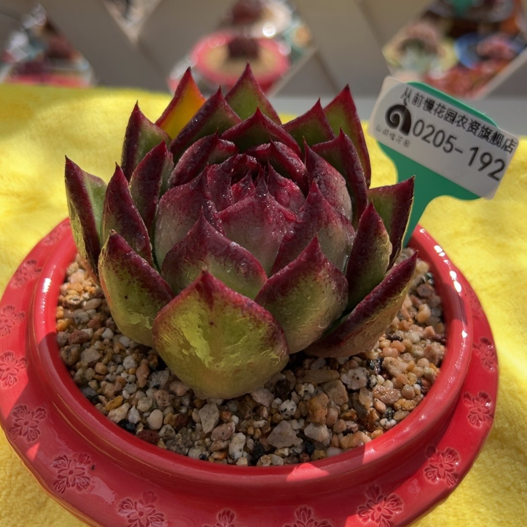 多肉一物一拍0205-192