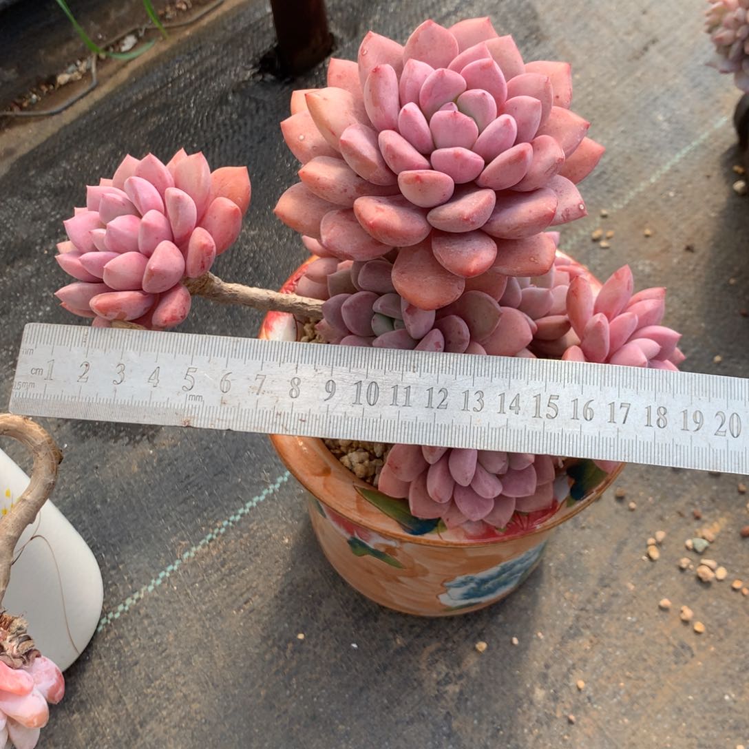 r****i中果是在一起的日子