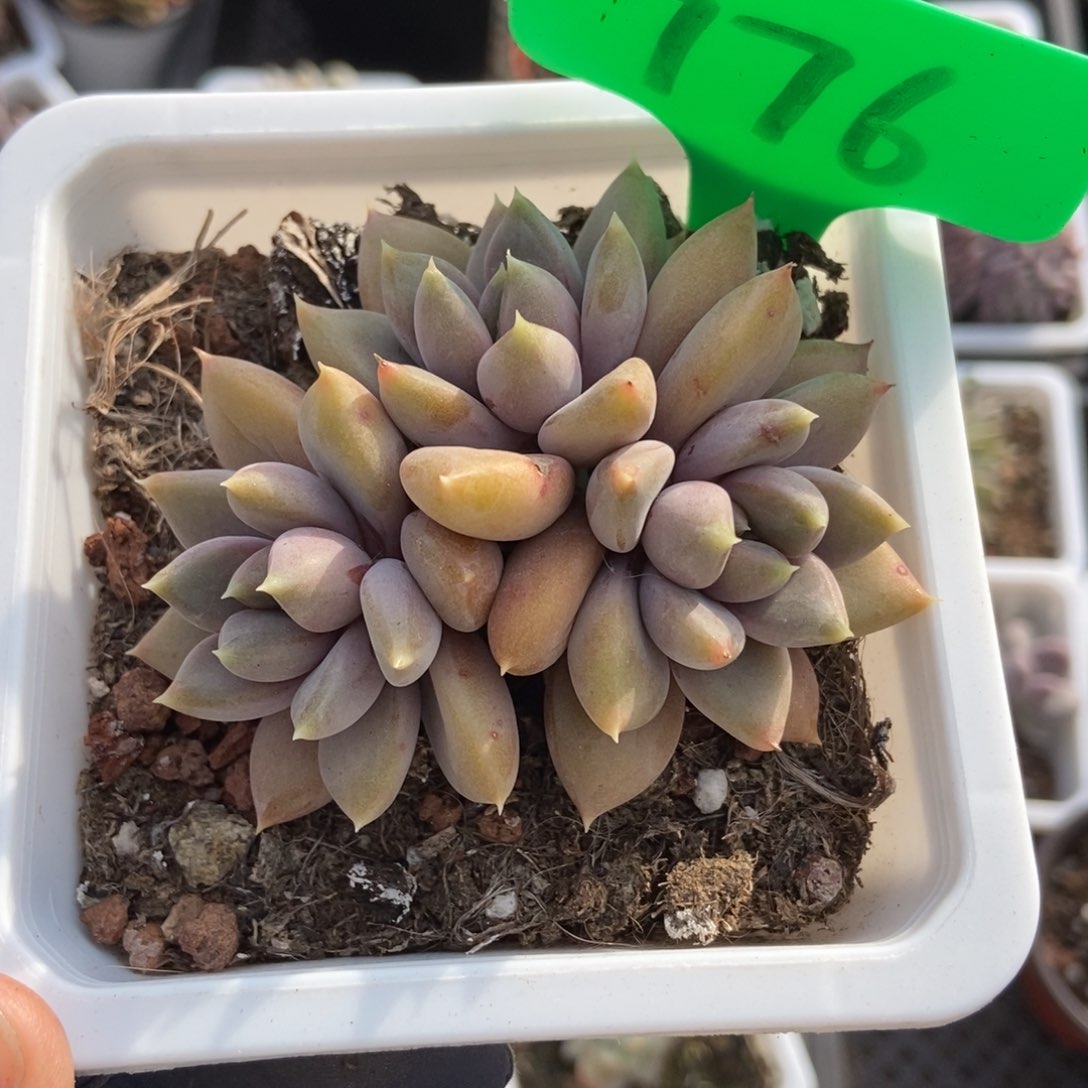 776红象牙多肉植物 