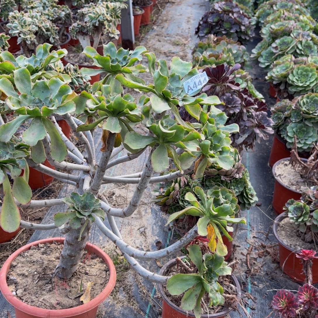 444多肉植物捧花的时候