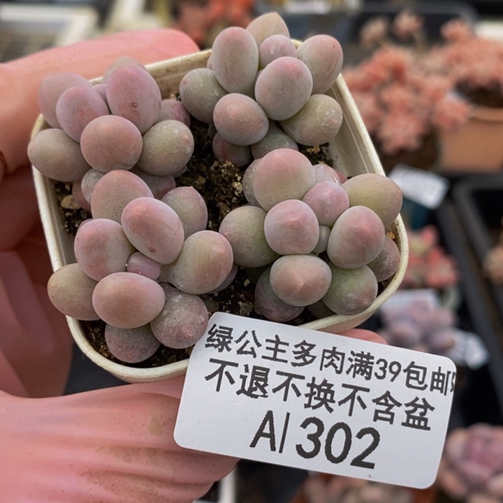 粉红泡泡4棵302多肉植物