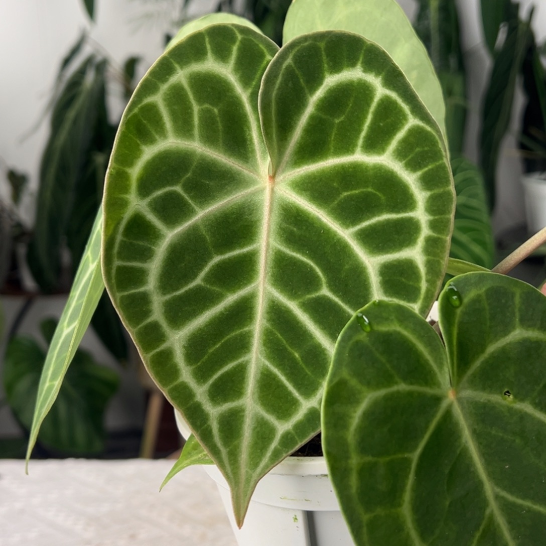 完全开放印尼密纹克莱恩（红心红脉）