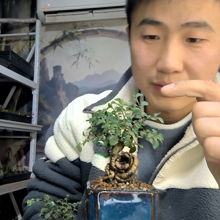 甜***栗中青园艺一物一拍花419