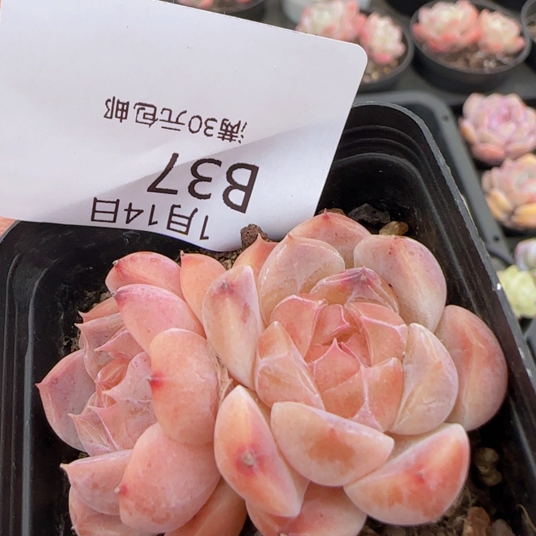 双头琥珀一颗脱土发货