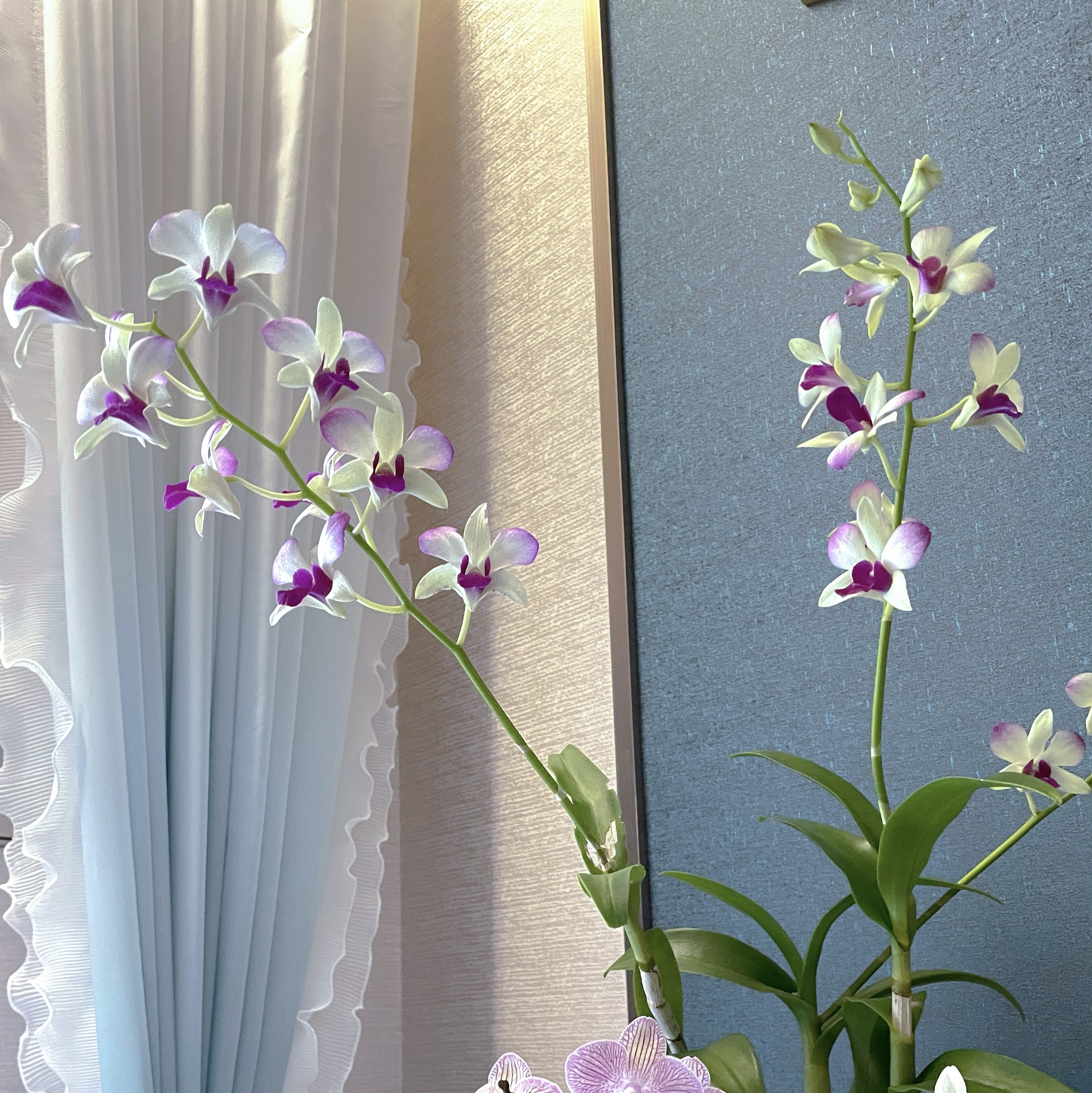 【石斛兰】贵妃苗（不带花剑，不保叶损） 高株