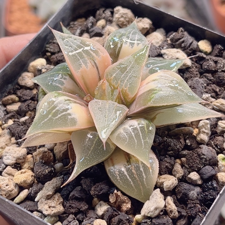 无花朵十二卷实生糊斑寿锦