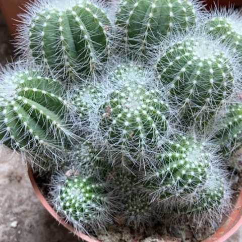 银光仙人球15米仙人球