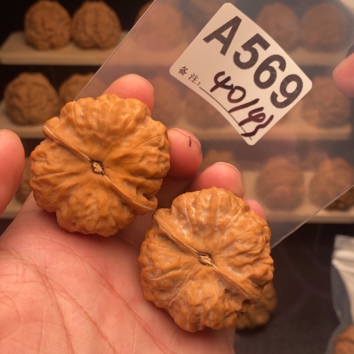 核桃A569号40黄金尺寸