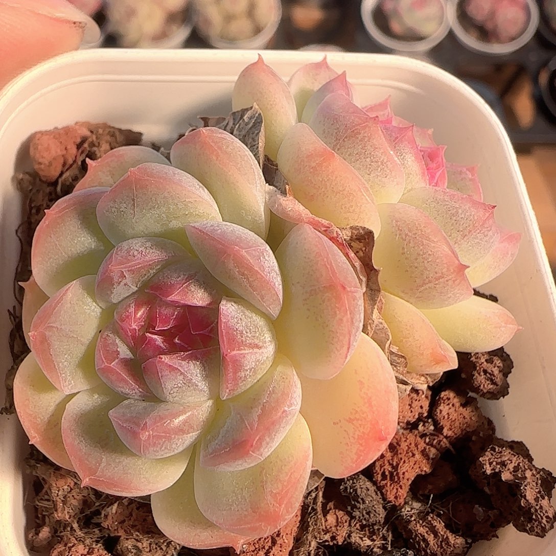 多肉1130-230樱花梦