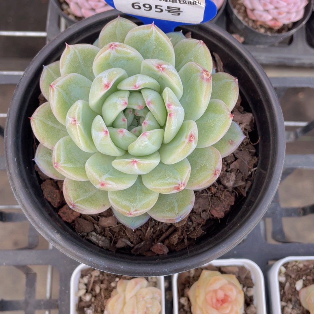 695号雪花珍妮单头母本一个