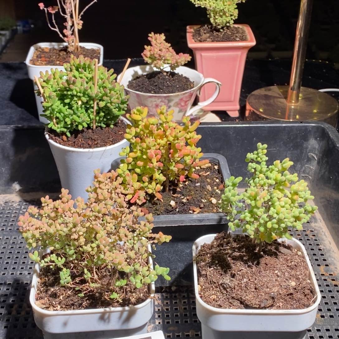 枝干番杏多肉植物877