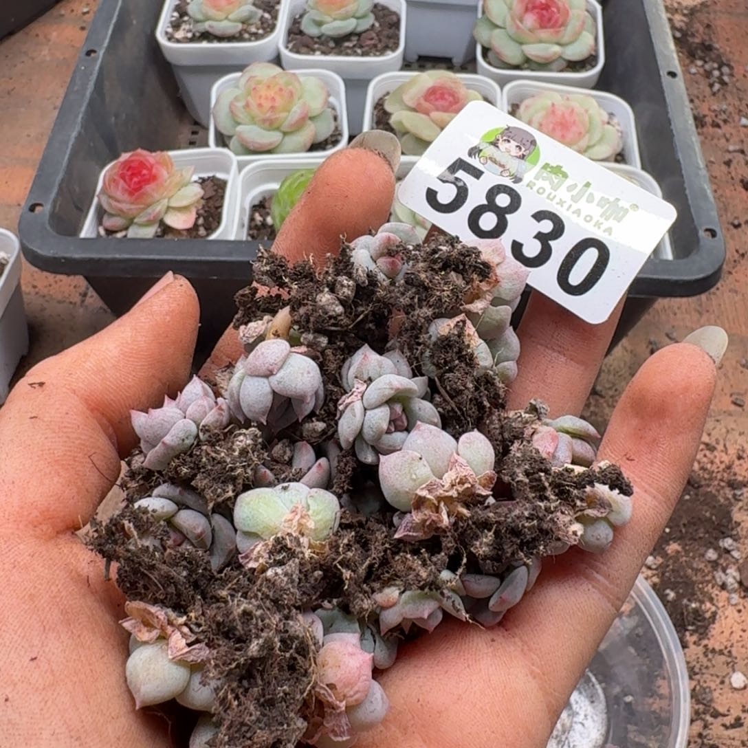 多肉植物多肉植物