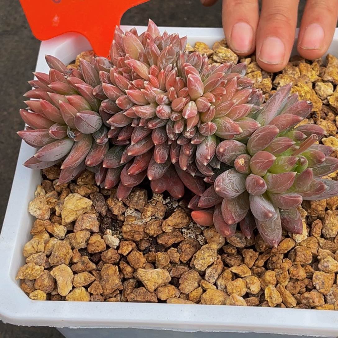 0010号上午多肉植物群生多肉植物群生