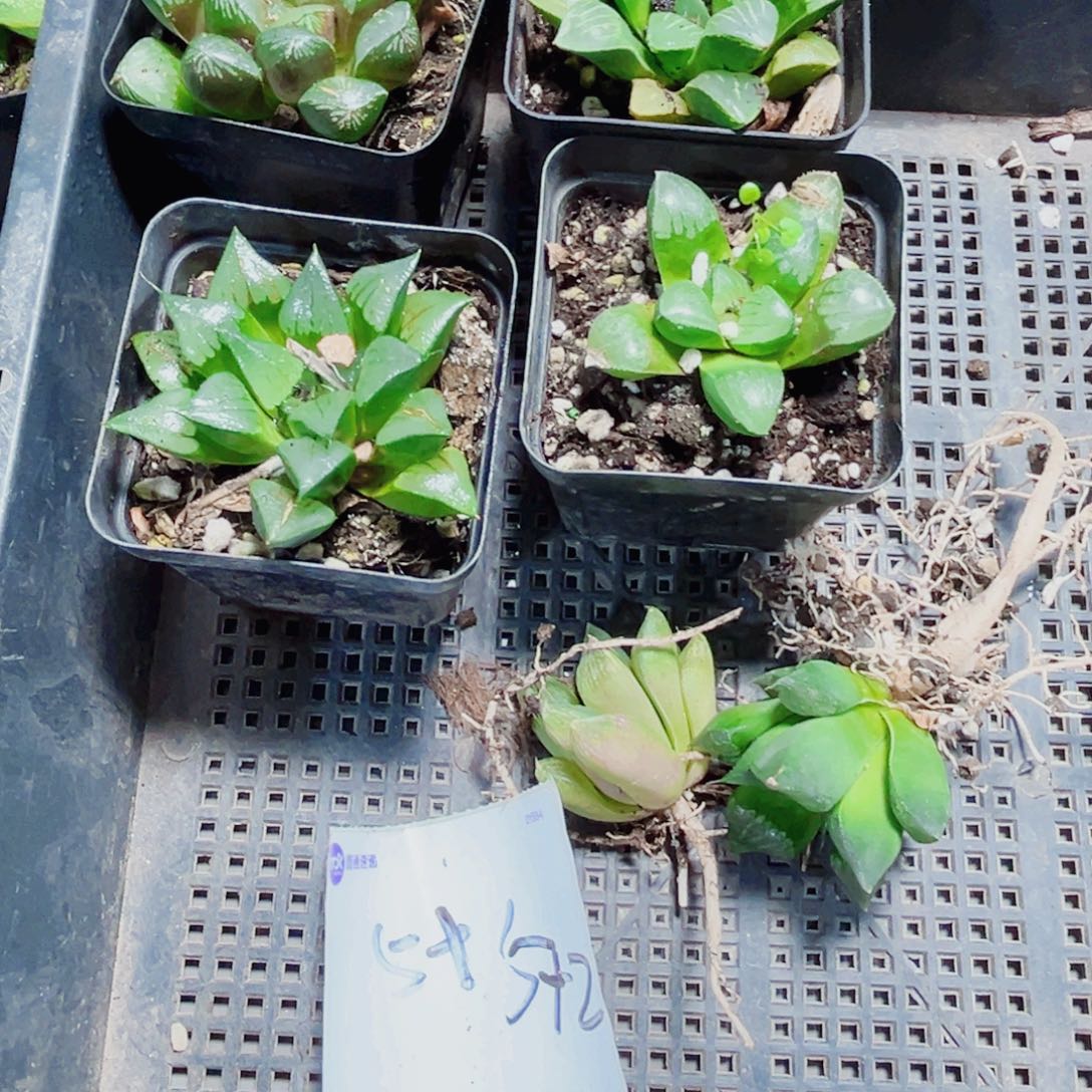 ****T特价实生能接受拍