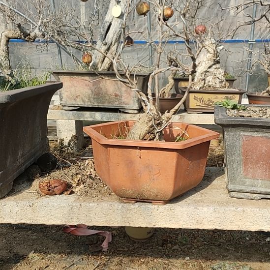 完全开放石榴树一物一拍