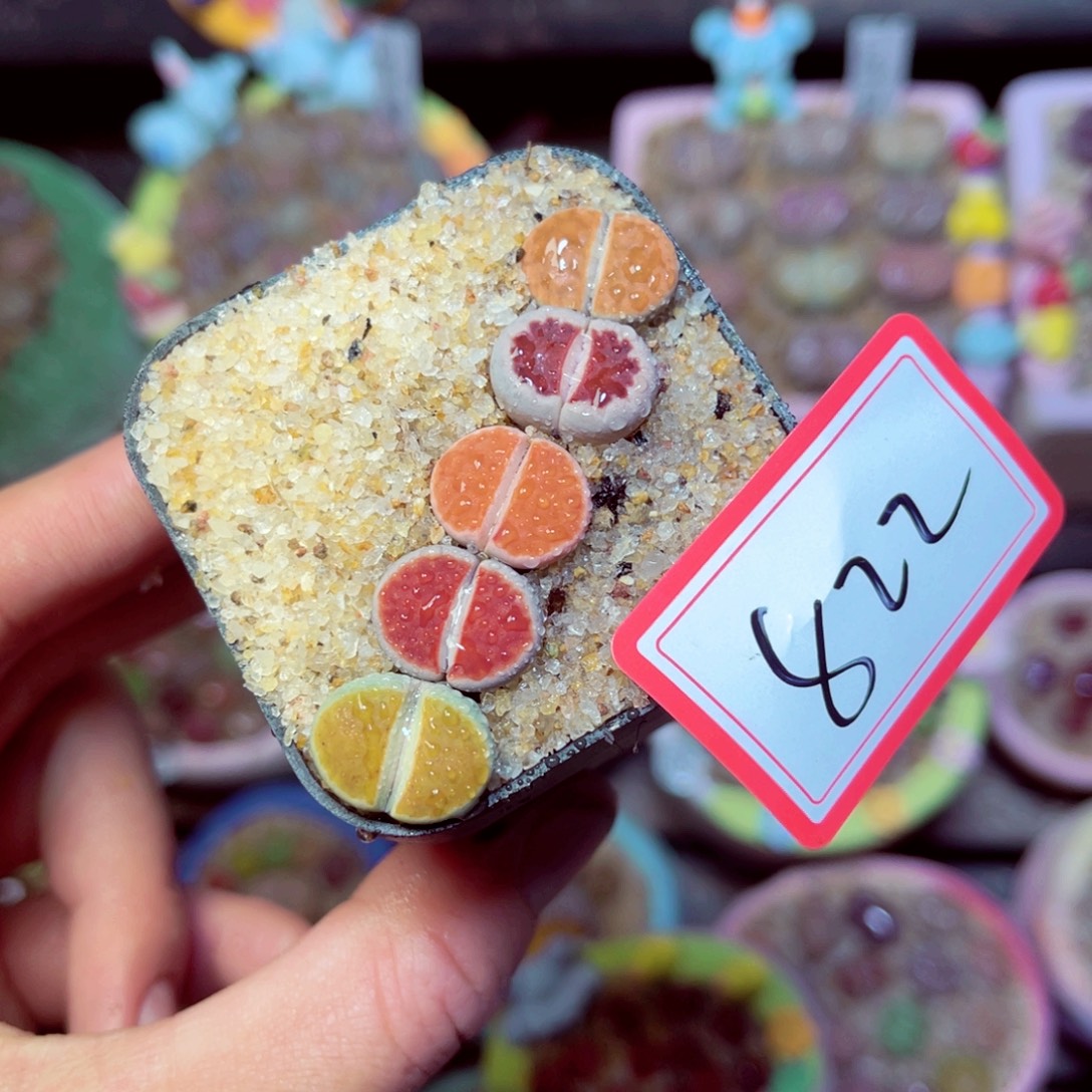 822生石花带盆发1