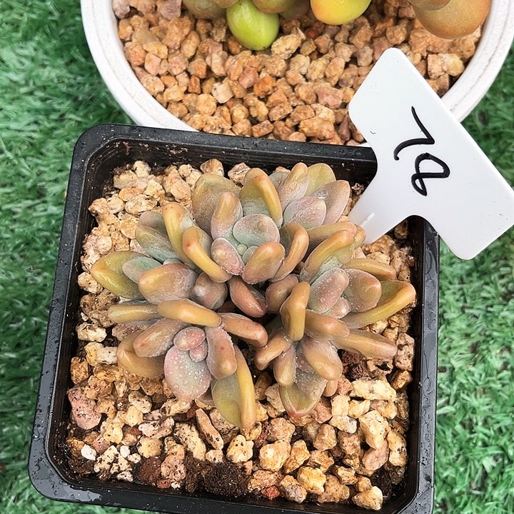 我是第一百个为妖刀应援滴