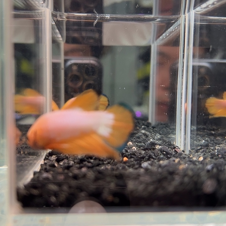 斗鱼跑单拉黑二十日20