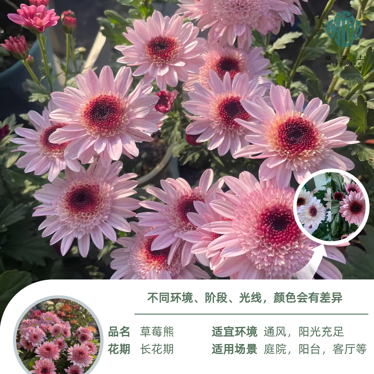 草莓熊 荷兰菊盆栽原盆原土 耐热耐寒多年生植物 新手易养护 CWQ