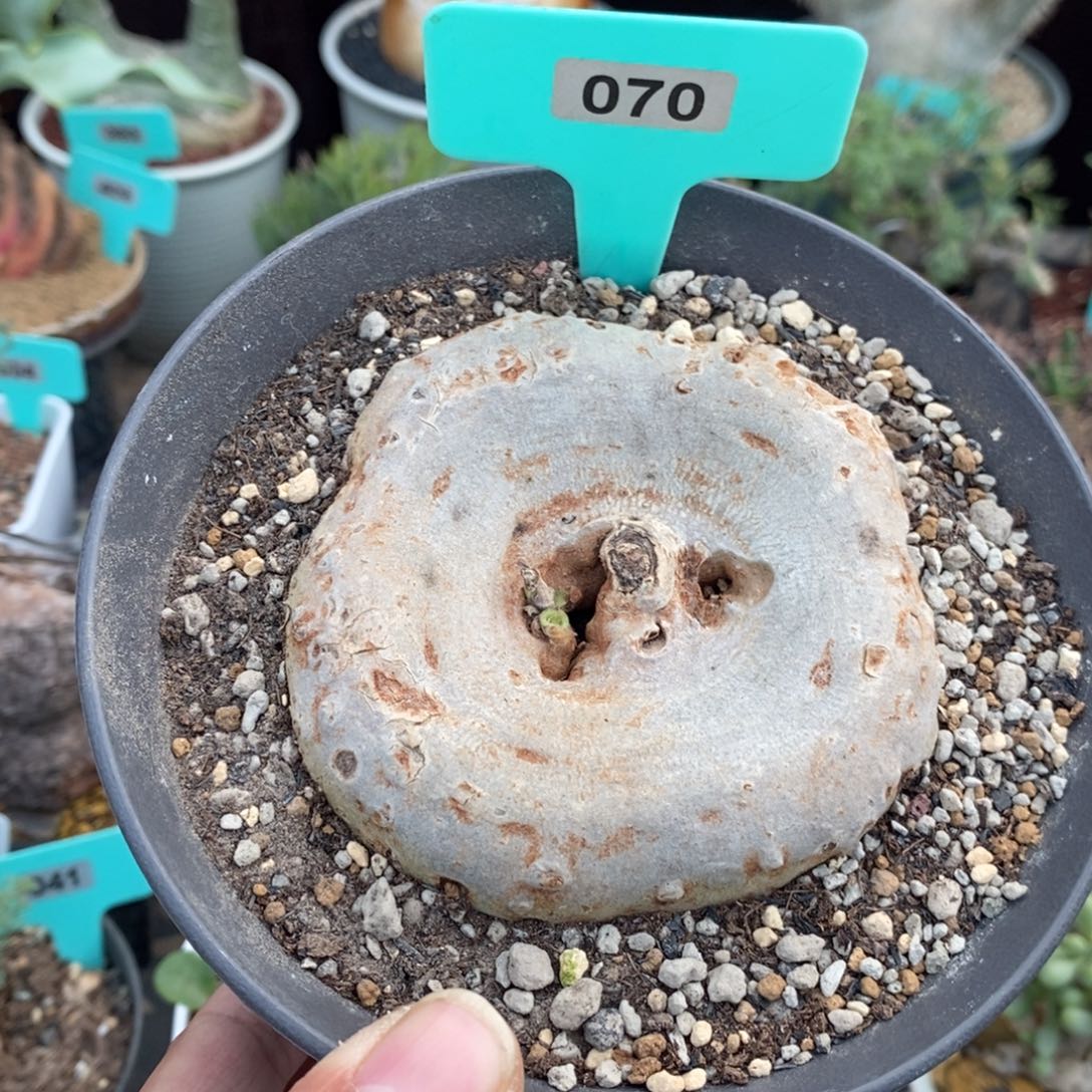 龙卵窟多肉植物一个