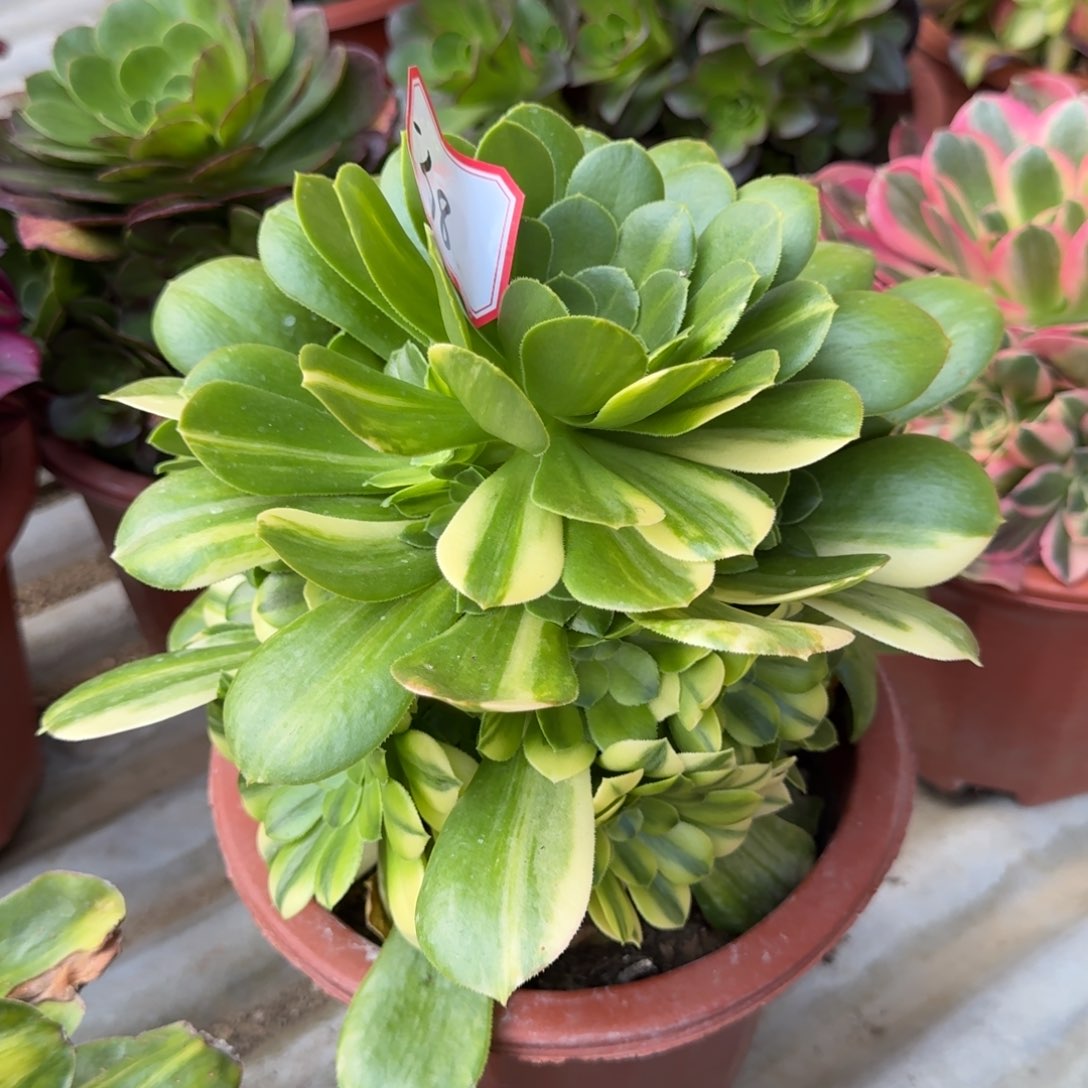 花好月又圆0305～38